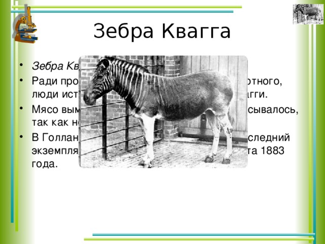 Зебра Квагга Зебра Квагга . Ради прочной, красивой шкуры этого животного, люди истребили  всё поголовье зебры Квагги. Мясо вымершего животного просто выбрасывалось, так как не было объектом охоты. В Голландском зоопарке в Амстердаме последний экземпляр этого животного умер 12 августа 1883 года. 