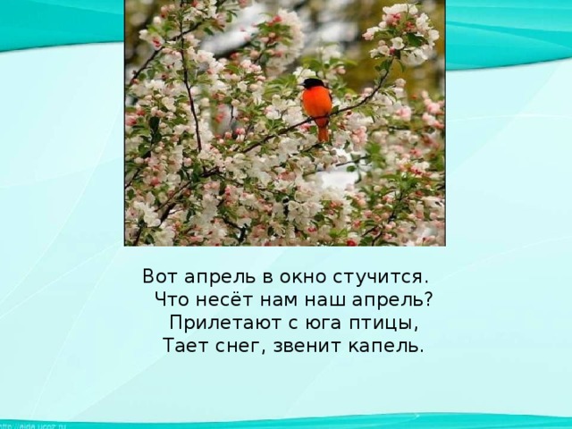 Вот апрель в окно стучится.  Что несёт нам наш апрель?  Прилетают с юга птицы,  Тает снег, звенит капель.   