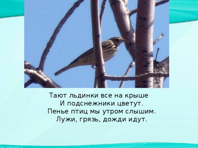 Тают льдинки все на крыше  И подснежники цветут.  Пенье птиц мы утром слышим.  Лужи, грязь, дожди идут.   