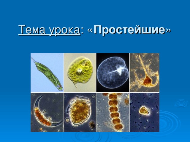 Тема урока : « Простейшие » 