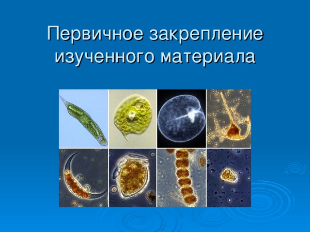Первичное закрепление изученного материала 