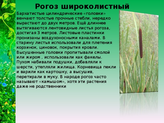 К какому семейству относится растение изображенное на рисунке камыш