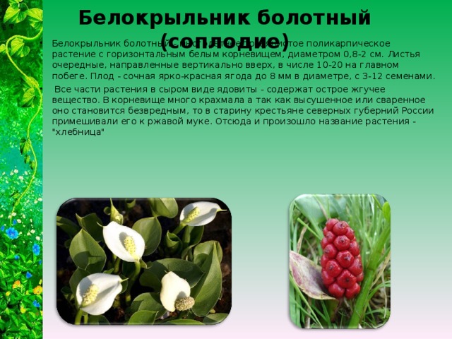 Белокрыльник болотный (соплодие) Белокрыльник болотный - многолетнее травянистое поликарпическое растение с горизонтальным белым корневищем, диаметром 0,8-2 см. Листья очередные, направленные вертикально вверх, в числе 10-20 на главном побеге. Плод - сочная ярко-красная ягода до 8 мм в диаметре, с 3-12 семенами.  Все части растения в сыром виде ядовиты - содержат острое жгучее вещество. В корневище много крахмала а так как высушенное или сваренное оно становится безвредным, то в старину крестьяне северных губерний России примешивали его к ржавой муке. Отсюда и произошло название растения - 