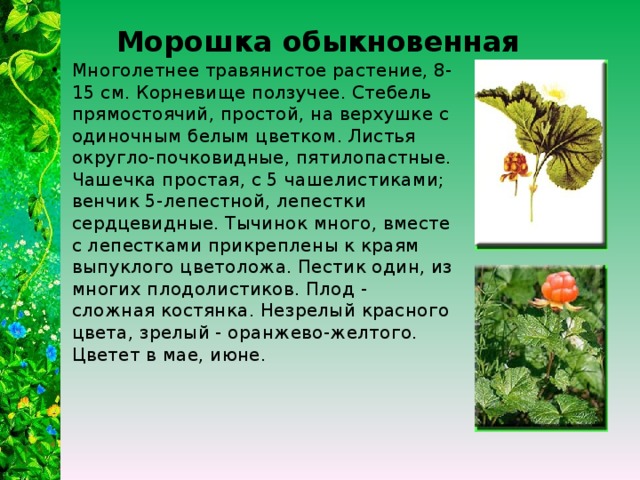 Морошка обыкновенная Многолетнее травянистое растение, 8-15 см. Корневище ползучее. Стебель прямостоячий, простой, на верхушке с одиночным белым цветком. Листья округло-почковидные, пятилопастные. Чашечка простая, с 5 чашелистиками; венчик 5-лепестной, лепестки сердцевидные. Тычинок много, вместе с лепестками прикреплены к краям выпуклого цветоложа. Пестик один, из многих плодолистиков. Плод - сложная костянка. Незрелый красного цвета, зрелый - оранжево-желтого. Цветет в мае, июне. 