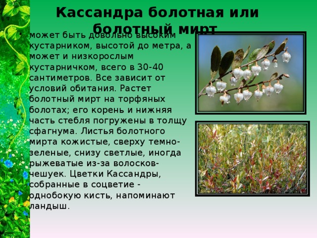 Кассандра болотная или болотный мирт  может быть довольно высоким кустарником, высотой до метра, а может и низкорослым кустарничком, всего в 30-40 сантиметров. Все зависит от условий обитания. Растет болотный мирт на торфяных болотах; его корень и нижняя часть стебля погружены в толщу сфагнума. Листья болотного мирта кожистые, сверху темно-зеленые, снизу светлые, иногда рыжеватые из-за волосков-чешуек. Цветки Кассандры, собранные в соцветие - однобокую кисть, напоминают ландыш. 