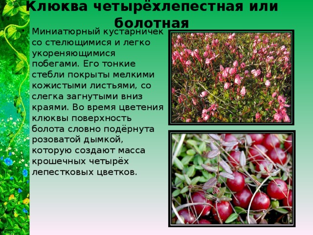 Клюква четырёхлепестная или болотная Миниатюрный кустарничек со стелющимися и легко укореняющимися побегами. Его тонкие стебли покрыты мелкими кожистыми листьями, со слегка загнутыми вниз краями. Во время цветения клюквы поверхность болота словно подёрнута розоватой дымкой, которую создают масса крошечных четырёх лепестковых цветков. 