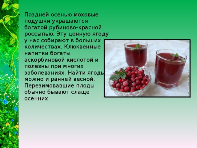 Поздней осенью моховые подушки украшаются богатой рубиново-красной россыпью. Эту ценную ягоду у нас собирают в больших количествах. Клюквенные напитки богаты аскорбиновой кислотой и полезны при многих заболеваниях. Найти ягоды можно и ранней весной. Перезимовавшие плоды обычно бывают слаще осенних 