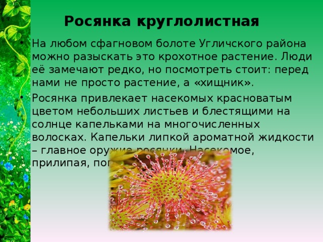 Росянка круглолистная На любом сфагновом болоте Угличского района можно разыскать это крохотное растение. Люди её замечают редко, но посмотреть стоит: перед нами не просто растение, а «хищник». Росянка привлекает насекомых красноватым цветом небольших листьев и блестящими на солнце капельками на многочисленных волосках. Капельки липкой ароматной жидкости – главное оружие росянки. Насекомое, прилипая, погибает 