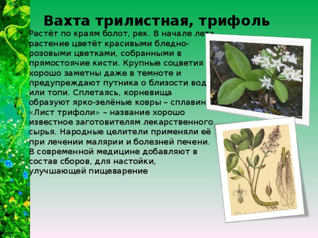 Вахта трилистная, трифоль Растёт по краям болот, рек. В начале лета растение цветёт красивыми бледно-розовыми цветками, собранными в прямостоячие кисти. Крупные соцветия хорошо заметны даже в темноте и предупреждают путника о близости воды или топи. Сплетаясь, корневища образуют ярко-зелёные ковры – сплавины. «Лист трифоли» – название хорошо известное заготовителям лекарственного сырья. Народные целители применяли её при лечении малярии и болезней печени. В современной медицине добавляют в состав сборов, для настойки, улучшающей пищеварение 