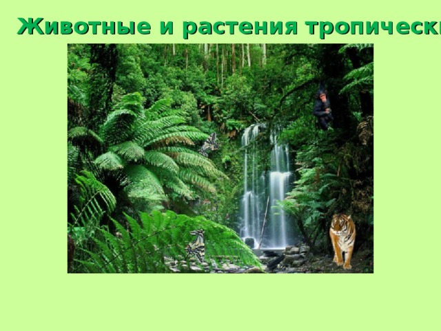 Животные и растения тропических лесов. 