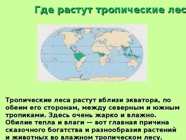 Где растут тропические леса? Тропические леса растут вблизи экватора, по обеим его сторонам, между северным и южным тропиками. Здесь очень жарко и влажно. Обилие тепла и влаги — вот главная причина сказочного богатства и разнообразия растений и животных во влажном тропическом лесу. 