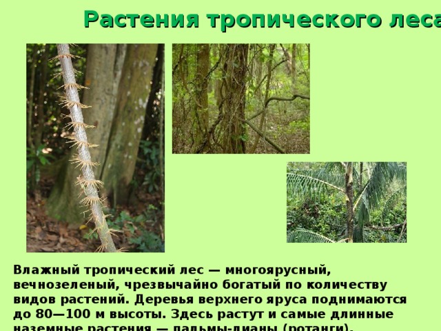 Растения тропического леса. Влажный тропический лес — многоярусный, вечнозеленый, чрезвычайно богатый по количеству видов растений. Деревья верхнего яруса поднимаются до 80—100 м высоты. Здесь растут и самые длинные наземные растения — пальмы-лианы (ротанги), тянущиеся на 300—400 м. 