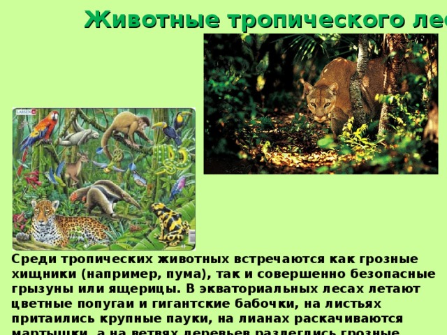 Животные тропического леса. Среди тропических животных встречаются как грозные хищники (например, пума), так и совершенно безопасные грызуны или ящерицы. В экваториальных лесах летают цветные попугаи и гигантские бабочки, на листьях притаились крупные пауки, на лианах раскачиваются мартышки, а на ветвях деревьев разлеглись грозные хищники из семейства кошачьих. 