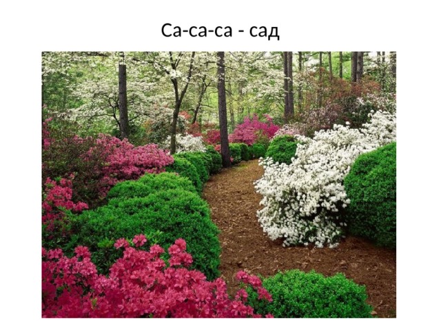 Са-са-са - сад   
