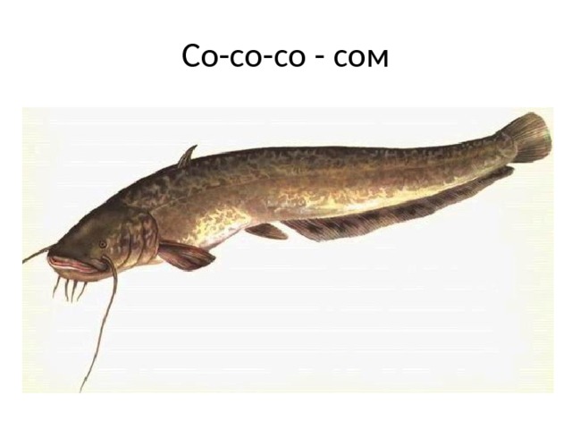 Со-со-со - сом 