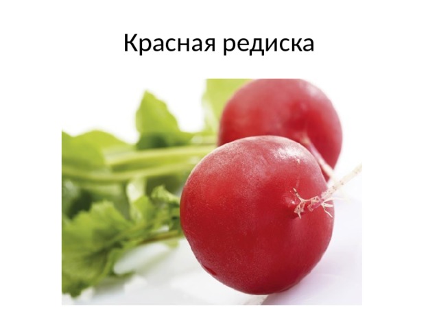 Красная редиска 