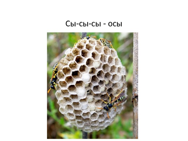 Сы-сы-сы - осы 