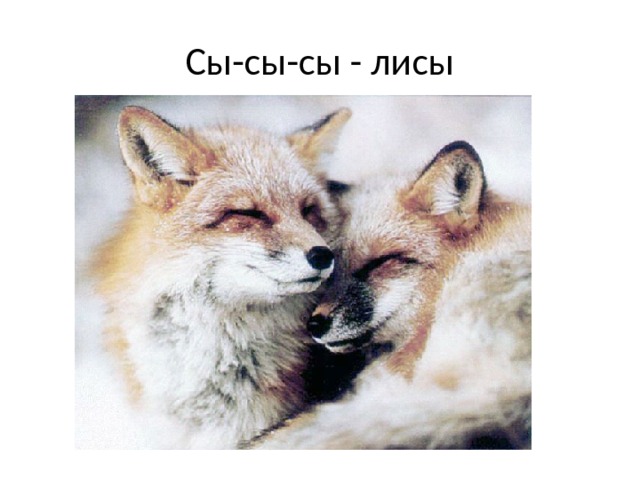 Сы-сы-сы - лисы 