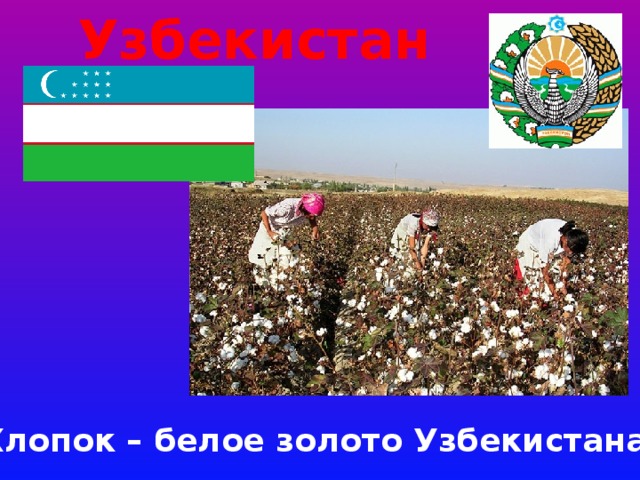 Узбекистан Хлопок – белое золото Узбекистана 