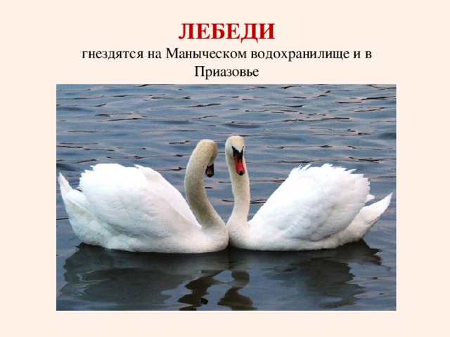 ЛЕБЕДИ  гнездятся на Маныческом водохранилище и в Приазовье 