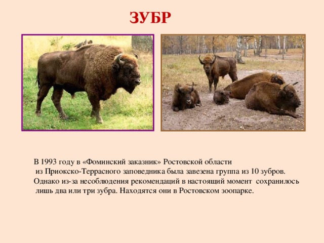 ЗУБР В 1993 году в «Фоминский заказник» Ростовской области  из Приокско-Террасного заповедника была завезена группа из 10 зубров. Однако из-за несоблюдения рекомендаций в настоящий момент сохранилось  лишь два или три зубра. Находятся они в Ростовском зоопарке. 