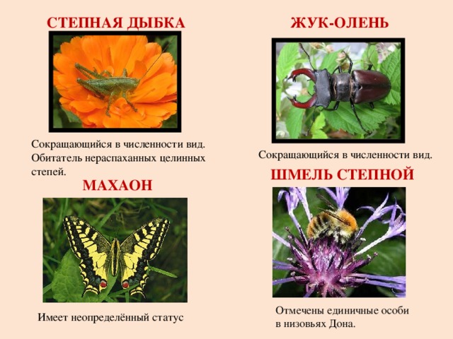 Красная книга Ростовской области. Животные