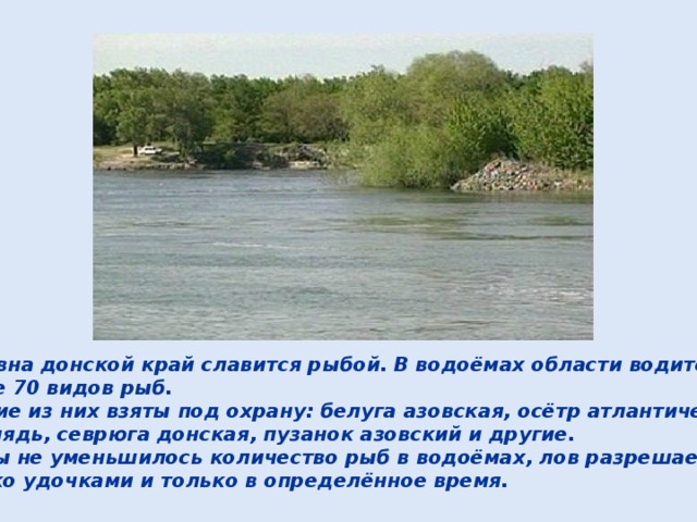 Издавна донской край славится рыбой. В водоёмах области водится более 70 видов рыб. Многие из них взяты под охрану: белуга азовская, осётр атлантический, стерлядь, севрюга донская, пузанок азовский и другие. Чтобы не уменьшилось количество рыб в водоёмах, лов разрешается только удочками и только в определённое время. 