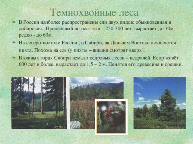 Темнохвойные леса