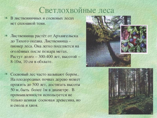 Светлохвойные леса