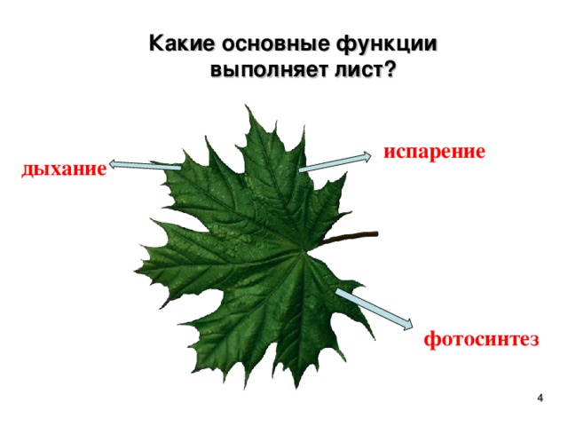 Какие основные функции выполняет лист? испарение дыхание фотосинтез