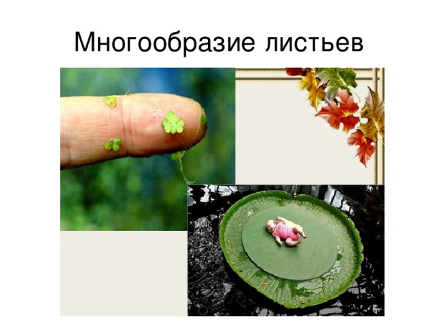 Многообразие листьев