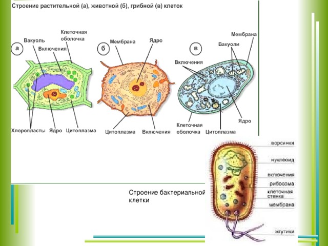 Растительная клетка лабораторная. Сравнить строение клетки растений и клетки бактерий. Строение растительной грибной и бактериальной клетки. Строение клеток эукариот растений животных грибов. Строение растительной животной грибной и бактериальной клеток.