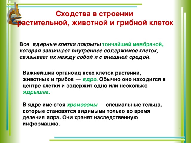 Сходства в строении  растительной, животной и грибной клеток Все ядерные клетки покрыты тончайшей мембраной, которая защищает внутреннее содержимое клеток, связывает их между собой и с внешней средой. Важнейший органоид всех клеток растений, животных и грибов — ядро . Обычно оно находится в центре клетки и содержит одно или несколько ядрышек .  В ядре имеются хромосомы — специальные тельца, которые становятся видимыми только во время деления ядра. Они хранят наследственную информацию. .