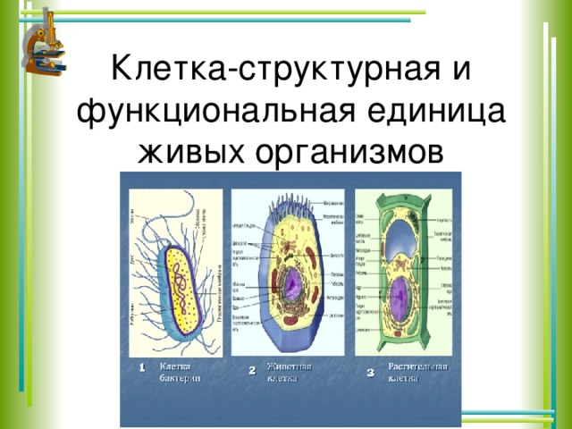 Клетка-структурная и функциональная единица живых организмов