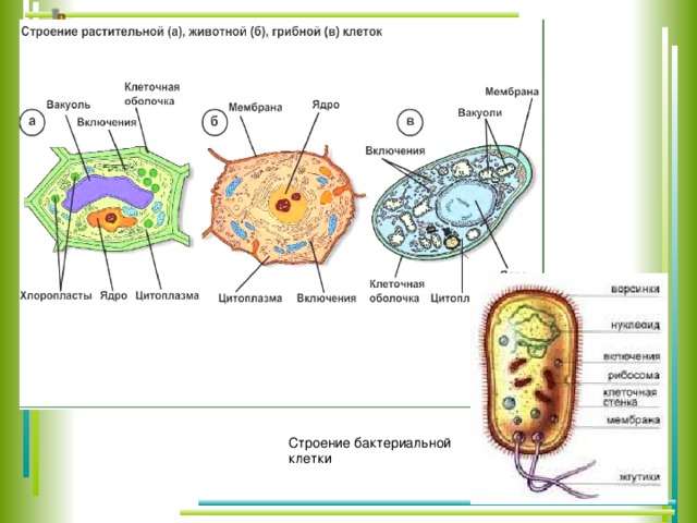 Строение бактериальной клетки