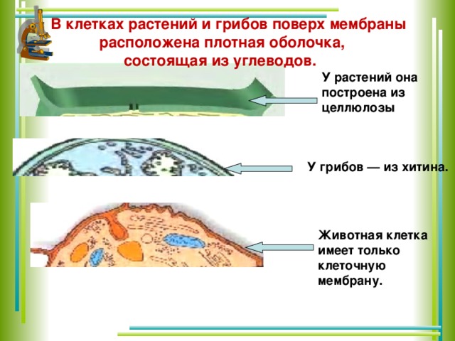 В клетках растений и грибов поверх мембраны расположена плотная оболочка, состоящая из углеводов. У растений она построена из целлюлозы У грибов — из хитина. Животная клетка имеет только клеточную мембрану.