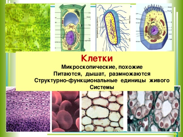 Клетки  Микроскопические, похожие  Питаются, дышат, размножаются  Структурно-функциональные единицы живого  Системы