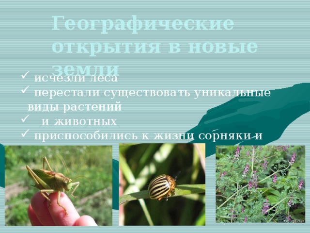 Географические открытия в новые земли  исчезли леса  перестали существовать уникальные виды растений  и животных  приспособились к жизни сорняки и вредители 