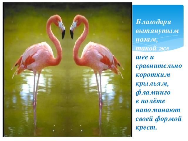 Благодаря вытянутым ногам,  такой же  шее и  сравнительно коротким крыльям,  фламинго  в полёте напоминают своей формой крест. 