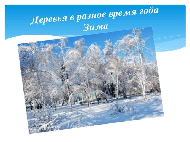 Деревья в разное время года  Зима 