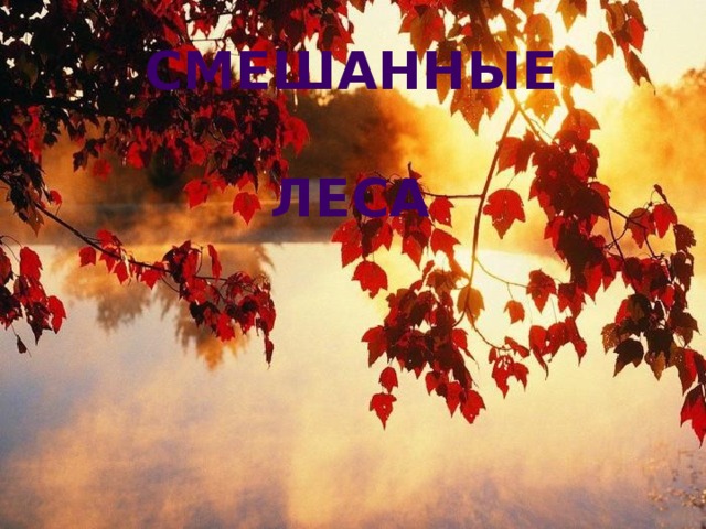 Смешанные  леса   
