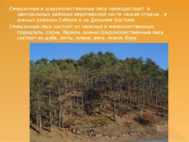 Смешанные и широколиственные леса произрастают в центральных районах европейской части нашей страны , в южных районах Сибири и на Дальнем Востоке. Смешанные леса состоят из хвойных и мелколиственных пород(ель, сосна, береза, осина).Широколиственные леса состоят из дуба, липы, клена, вяза, ясеня, бука. 