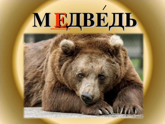 М . ДВЕДЬ Е 
