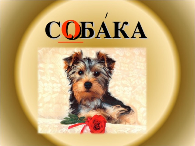 С . БАКА О 