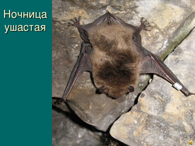 Ночница ушастая 