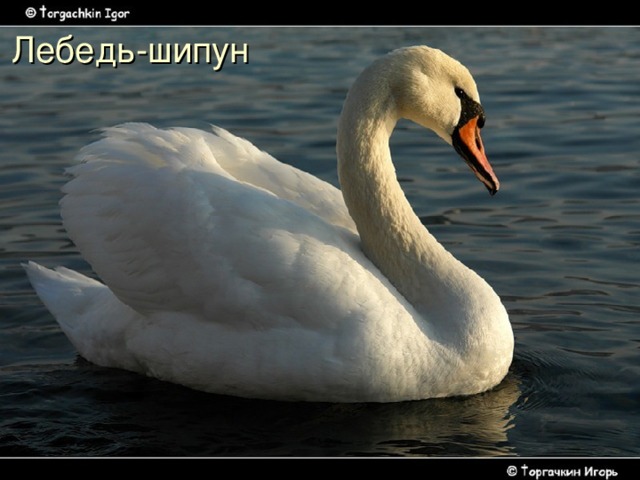 Лебедь-шипун 
