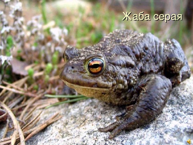 Жаба серая   