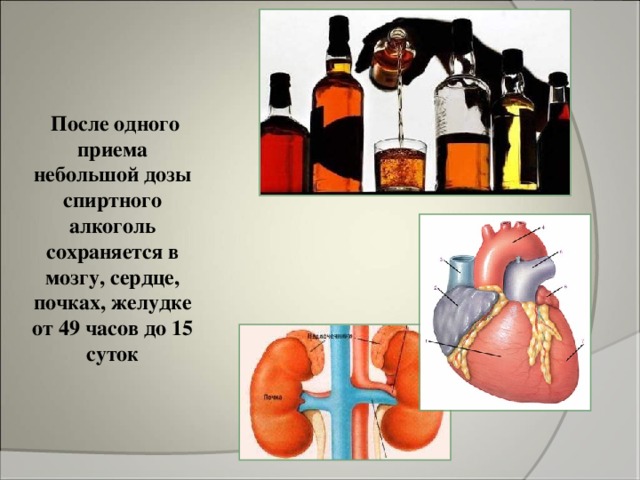  После одного приема небольшой дозы спиртного алкоголь сохраняется в мозгу, сердце, почках, желудке от 49 часов до 15 суток 