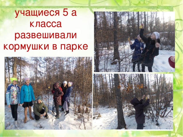 учащиеся 5 а класса развешивали кормушки в парке 