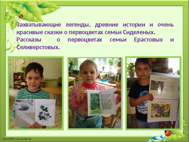 Захватывающие легенды, древние истории и очень красивые сказки о первоцветах семьи Сиделеных . Рассказы о первоцветах семьи Ерастовых и Селиверстовых. 